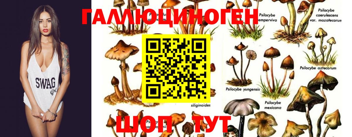 Псилоцибиновые грибы Psilocybine cubensis  Вход с VPN  Галлюциногенные грибы прущие грибы  Минусинск 